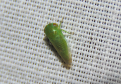 Iassinae