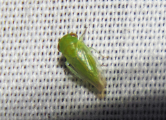 Iassinae