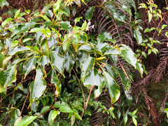 Trochodendron aralioides