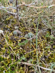 Petrosedum