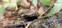 Pompilocalus nemequene