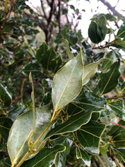 Cinnamomum reticulatum