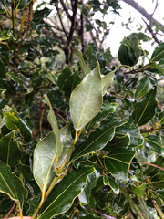 Cinnamomum reticulatum