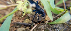 Pompilocalus nemequene