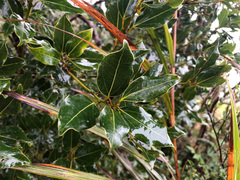 Cinnamomum reticulatum