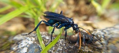 Pompilocalus nemequene