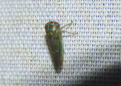 Iassinae