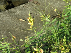 Crotalaria retusa