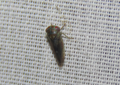 Iassinae