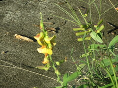Crotalaria retusa
