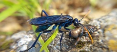 Pompilocalus nemequene