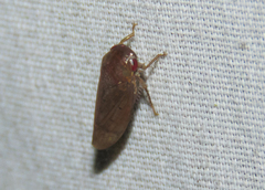 Iassinae