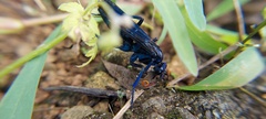Pompilocalus nemequene