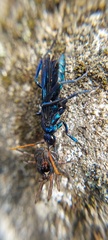 Pompilocalus nemequene