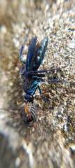 Pompilocalus nemequene