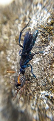 Pompilocalus nemequene