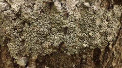 Pertusaria pertusa