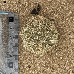 Psammechinus miliaris