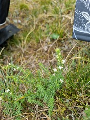 Galium humifusum