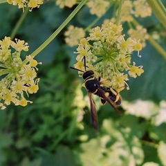 Leucospis