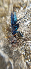 Pompilocalus nemequene