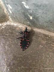 Panstrongylus megistus