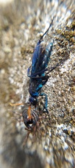 Pompilocalus nemequene