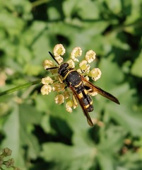 Leucospis
