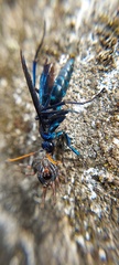 Pompilocalus nemequene