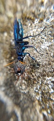 Pompilocalus nemequene