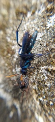 Pompilocalus nemequene