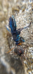 Pompilocalus nemequene
