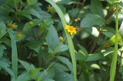 Vehilius stictomenes