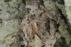 Nothris verbascella