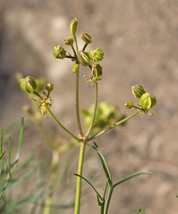 Lomatium graveolens graveolens