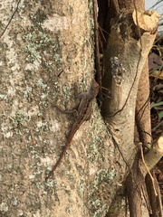 Anolis sagrei