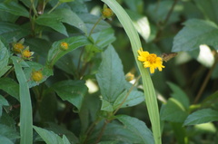 Vehilius stictomenes