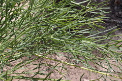 Lomatium graveolens graveolens