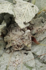 Nothris verbascella