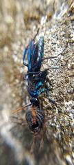 Pompilocalus nemequene