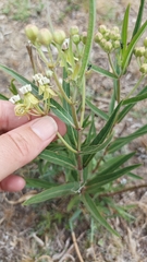 Asclepias mellodora
