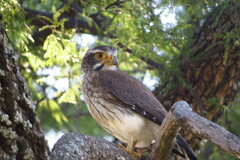 Spiziapteryx circumcincta