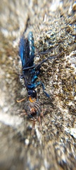 Pompilocalus nemequene