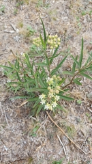Asclepias mellodora