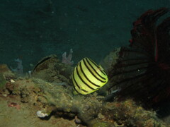 Chaetodon octofasciatus