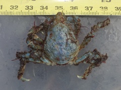 Hyas araneus