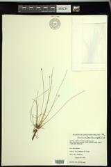 Eleocharis quinqueflora