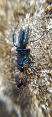 Pompilocalus nemequene