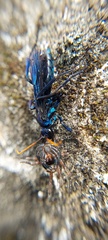 Pompilocalus nemequene