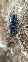 Pompilocalus nemequene